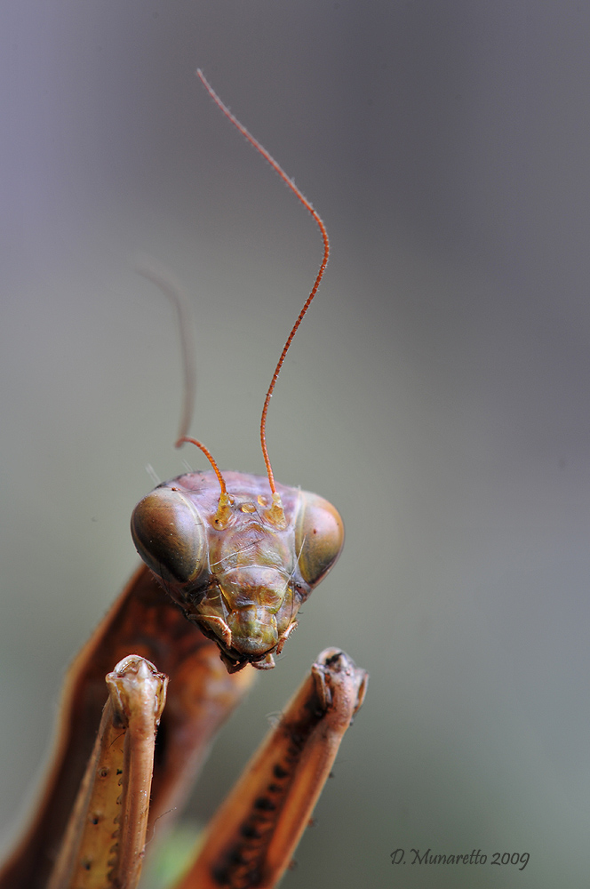 Ritratto di Mantide...